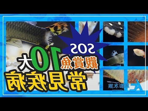 魚有血嗎