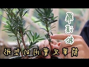 羅漢松擺位
