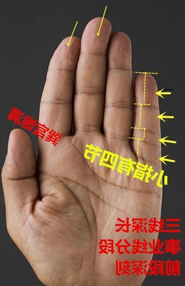 小指有四節