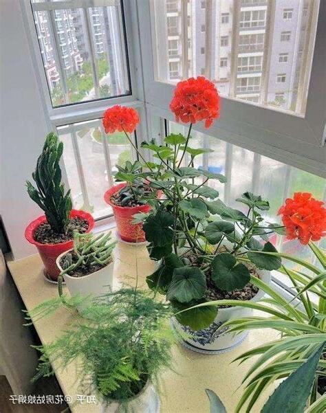 家里养什么花好