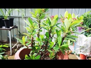 虎刺梅繁殖