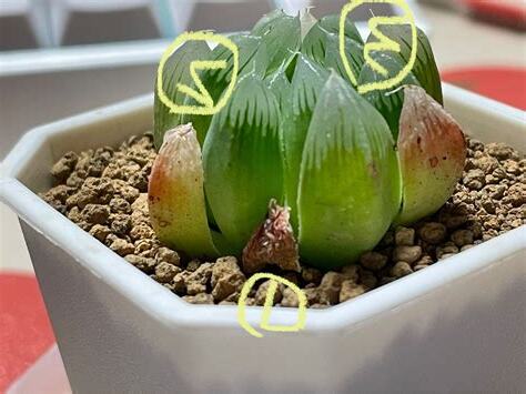 玉露爛葉