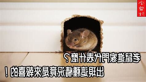 老鼠進屋代表什麼