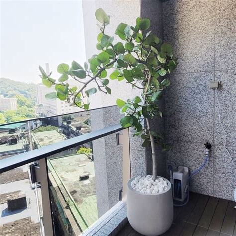 海葡萄盆栽照顧