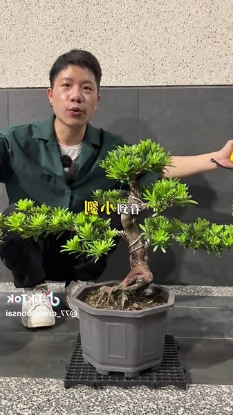 羅漢松辦公室風水