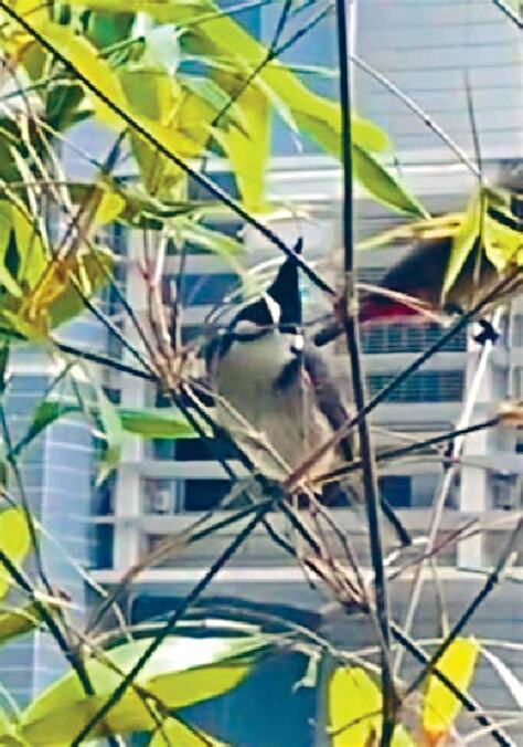 自來鳥