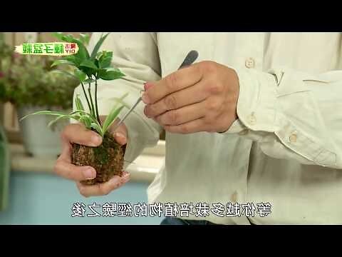 泥種植物