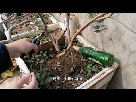 樹葡萄盆栽會結果嗎