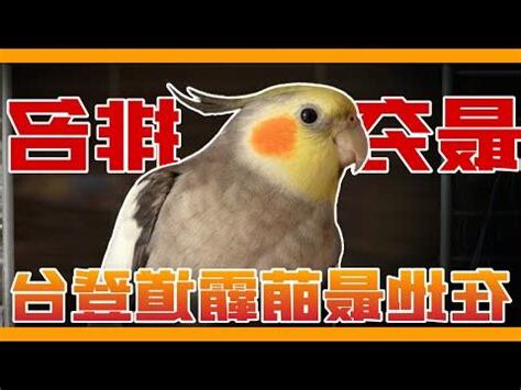 鸚鵡體型排行