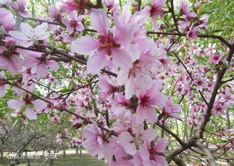 家裡桃花位