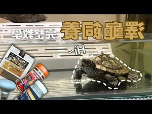 龍龜怎麼養