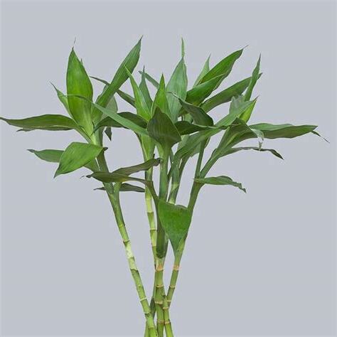 什麼花招財