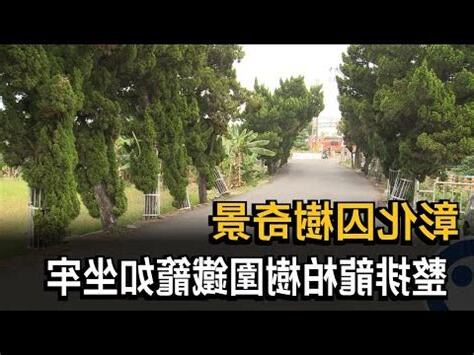 有人收購龍柏樹嗎