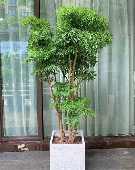 富貴樹照顧