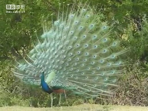 孔雀開屏寓意