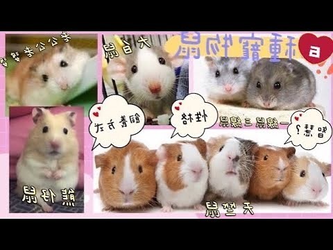 鼠類寵物