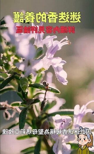 不落葉的樹