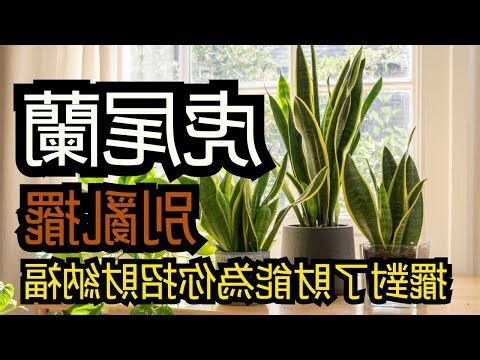 虎尾蘭招財