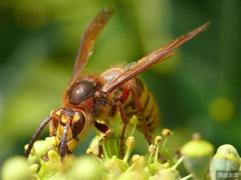 馬蜂有毒嗎