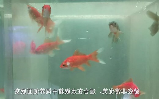 招财风水鱼
