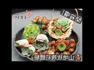 山地玫瑰多肉玫瑰