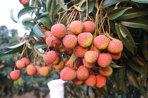 仙桃不開花結果