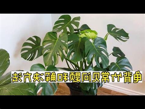 龜背芋壽命