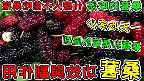 種桑椹禁忌