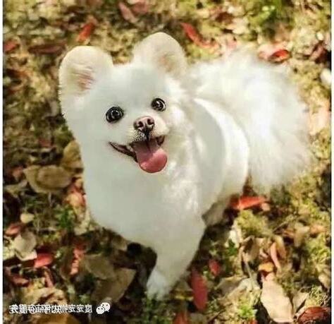狗狗死掉怎麼辦