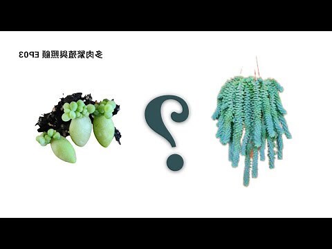 玉墜多肉繁殖