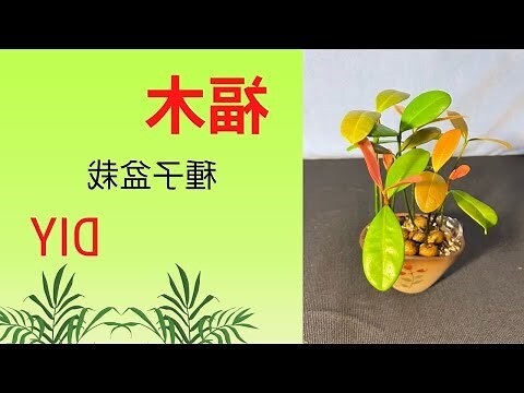 福木盆栽風水