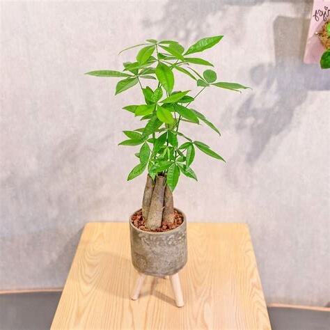 招財植栽