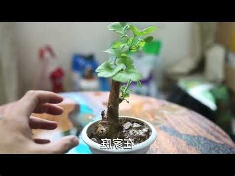 銀杏木分株