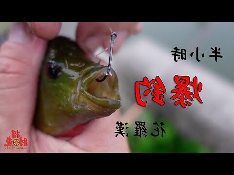 花羅漢魚買賣