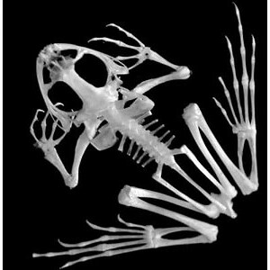 動物骨骼