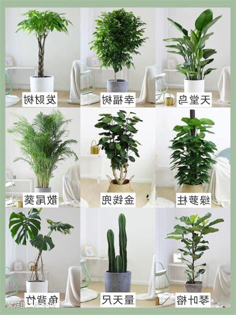 家里放什么植物好