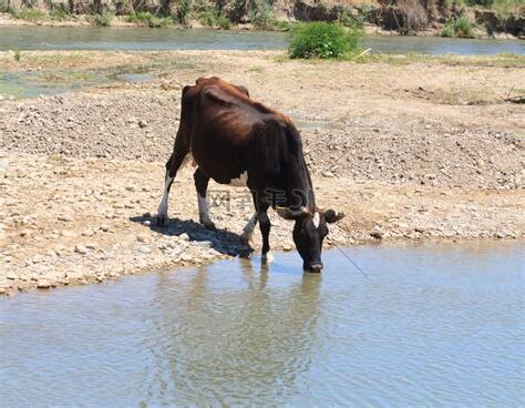 牛喝水