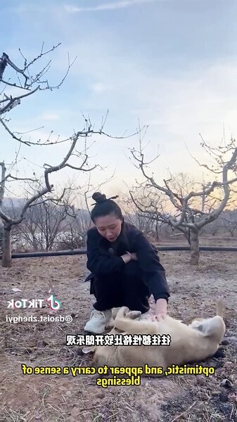 养狗风水