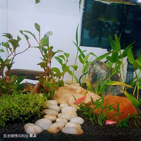 養魚推薦
