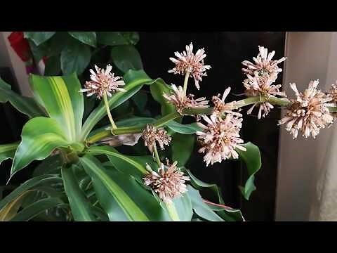 巴西鐵樹開花