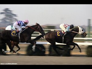 1978是什麼馬