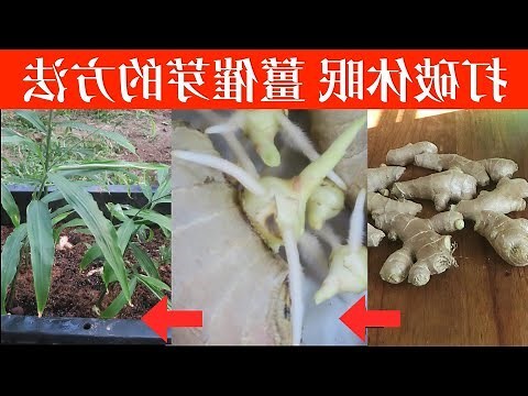 薑要怎麼種