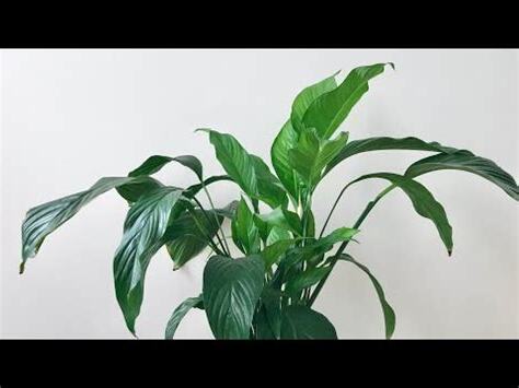 白鶴芋分株