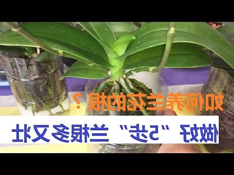 怎麼養蘭花