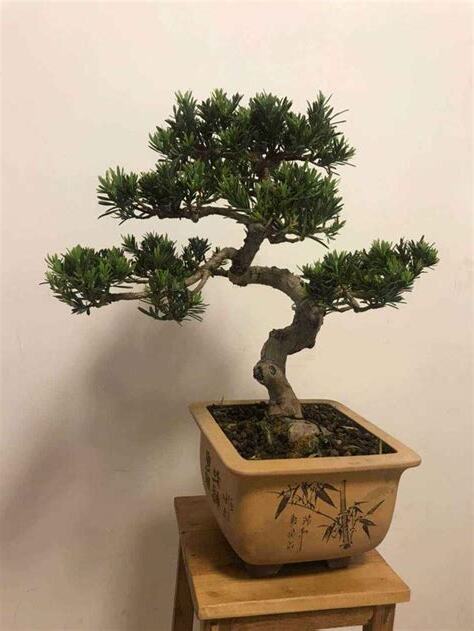 家裡種羅漢松