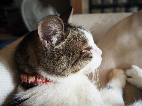 猫死