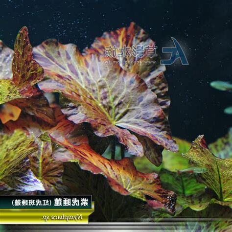 紫虎睡蓮