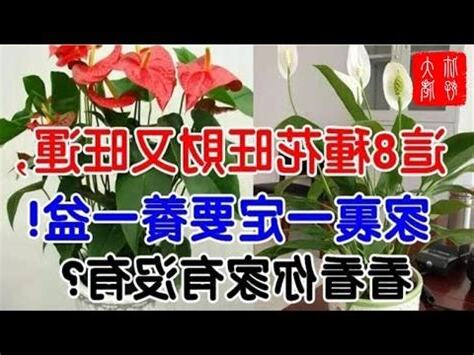 紅掌花風水