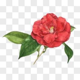 卡通茶花