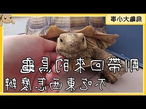 母子龍龜功效